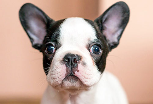 狗狗会来月经吗流血吗